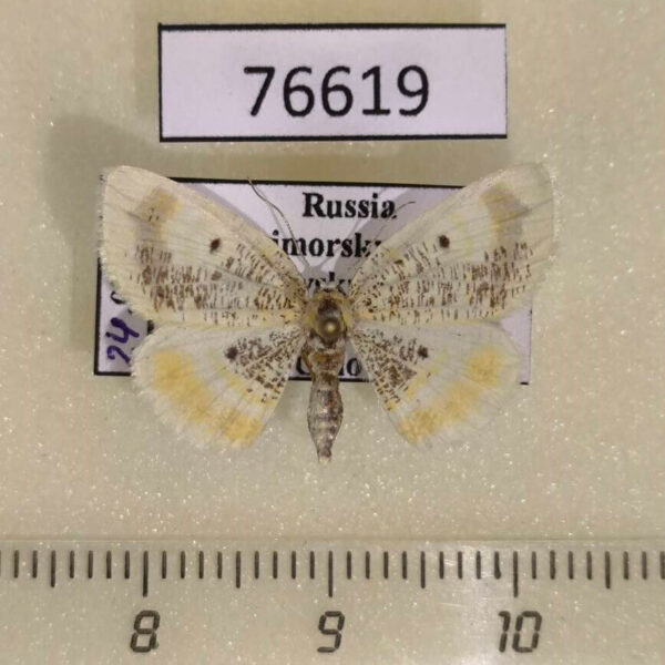 Geometridae Euchristophia cumulata f Primorye