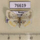 76619p Geometridae Euchristophia cumulata f Primorye $6