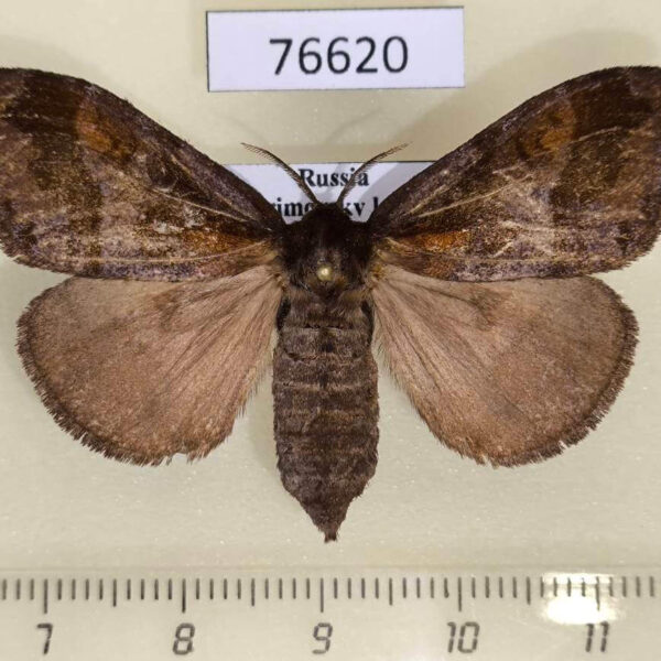 Lymantridae Cifuna locuples f Primorye