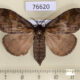 76620p Lymantridae Cifuna locuples f Primorye $5