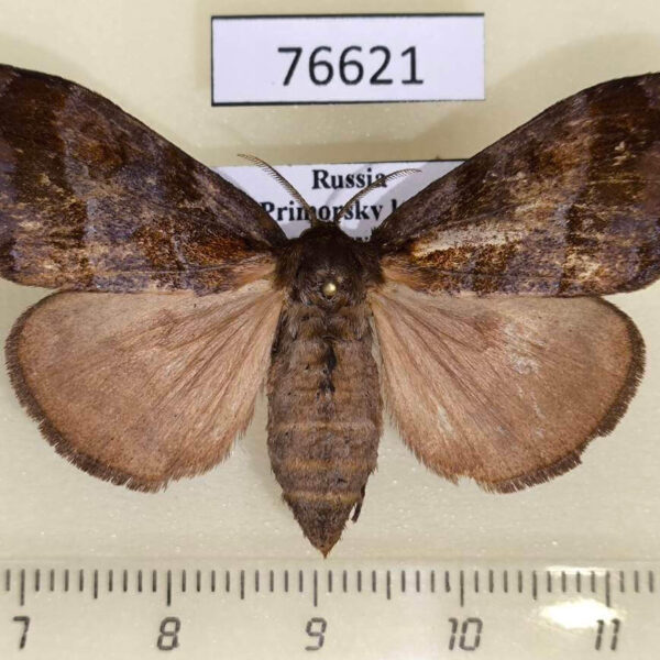 Lymantridae Cifuna locuples f Primorye