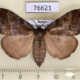 76621p Lymantridae Cifuna locuples f Primorye $5