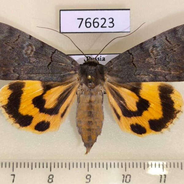 Noctuidae Catocala agitatrix f Primorye