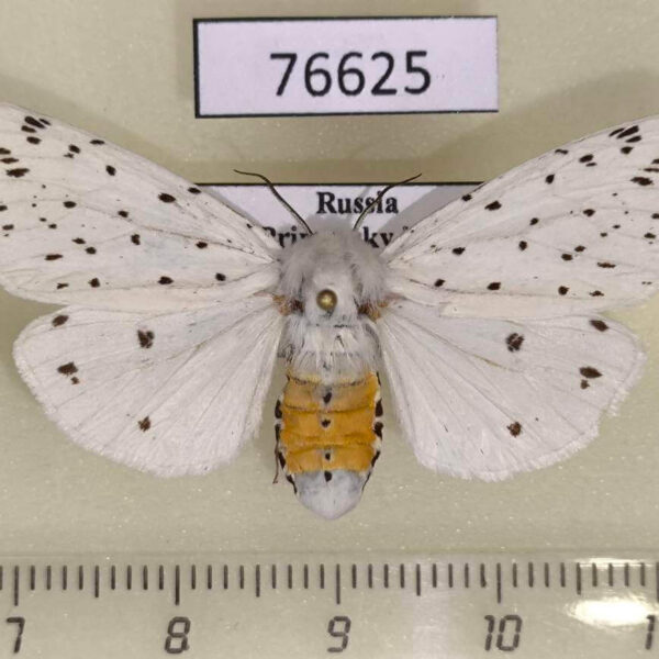 Arctiidae Spilosoma urtica f Primorye