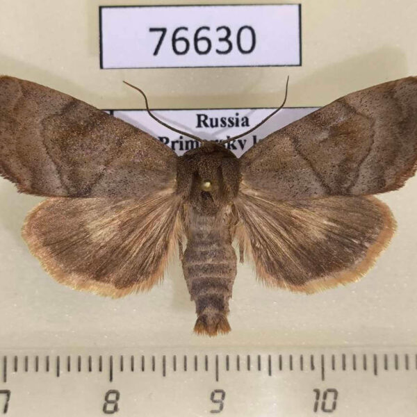 Noctuidae Cosmia moderata Primorye