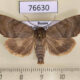 76630p Noctuidae Cosmia moderata Primorye $8