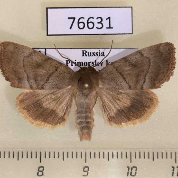 Noctuidae Cosmia moderata Primorye