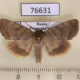 76631p Noctuidae Cosmia moderata Primorye $8