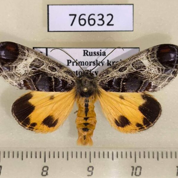 Noctuidae Sarbanissa subflava Primorye