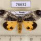 76632p Noctuidae Sarbanissa subflava Primorye $7