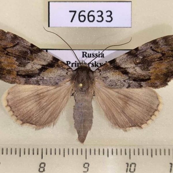 Noctuidae Catocala bokhaica f Primorye
