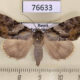 76633p Noctuidae Catocala bokhaica f Primorye $15