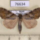 76634p Noctuidae Catocala bokhaica Primorye $10