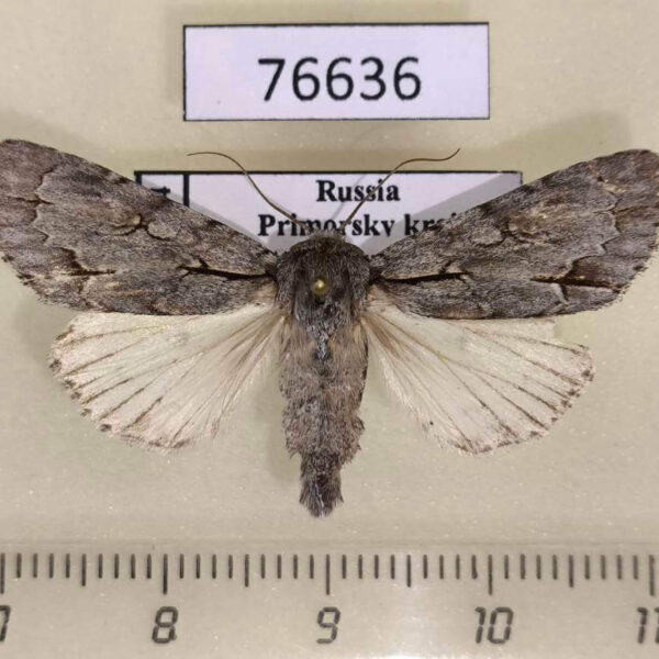 Noctuidae Acronicta leucocuspis Primorye
