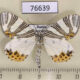 76639p Geometridae Callabraxas ludovicaria Primorye $8