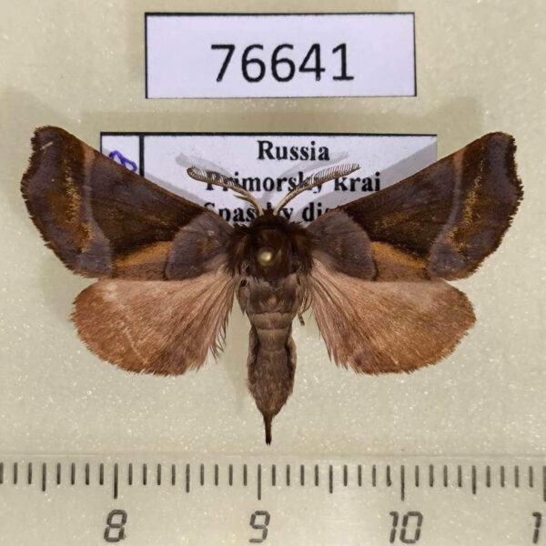 Notodontiidae Gonoclostera timoniorum Primorye