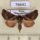 76641p Notodontiidae Gonoclostera timoniorum Primorye $7
