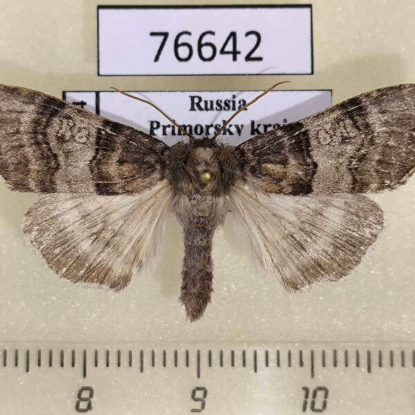 Thyatiridae Tethea ocularis amurensis Primorye