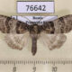 76642p Thyatiridae Tethea ocularis amurensis Primorye $5