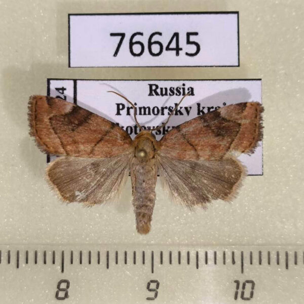 Noctuidae Cosmia trapezinula Primorye