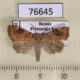76645p Noctuidae Cosmia trapezinula Primorye $8