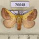 76648p Limacodidae Monema flavescens Primorye $5