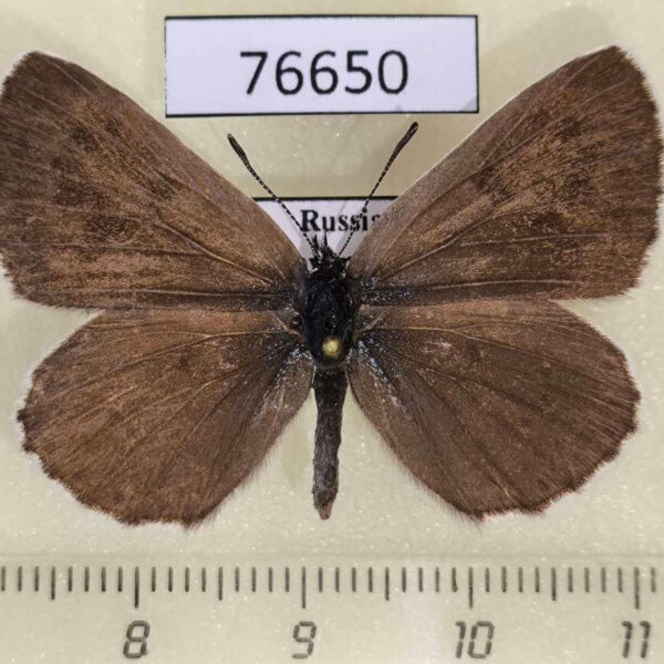 Lycaenidae Maculinea cyanecula f Krasnoyarsk reg.