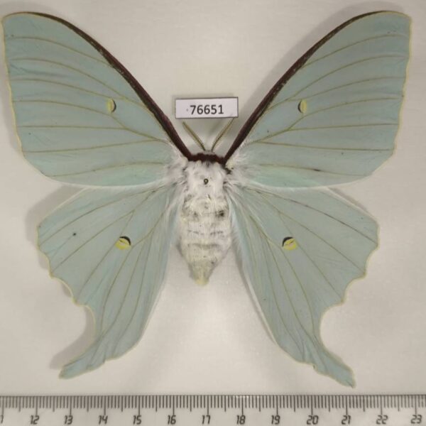 Saturniidae Actias dulcinea f Primorye