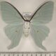 76651p Saturniidae Actias dulcinea f Primorye $20