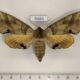 76653p Sphingidae Marumba maackii f Primorye $13