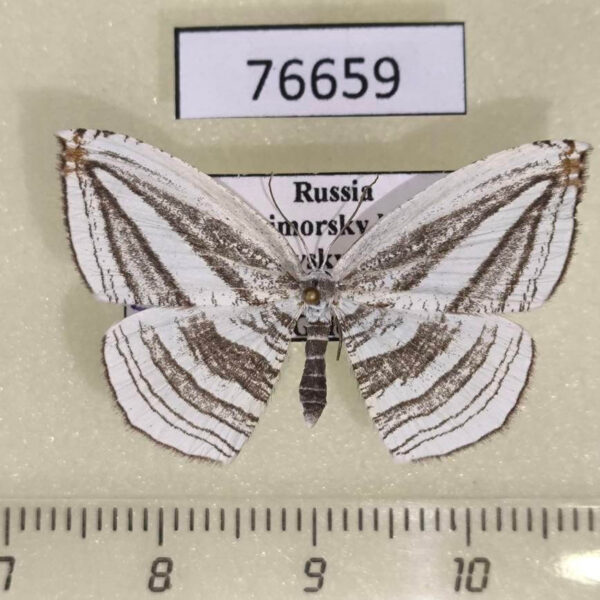 Uraniidae Acropteris iphiata Primorye