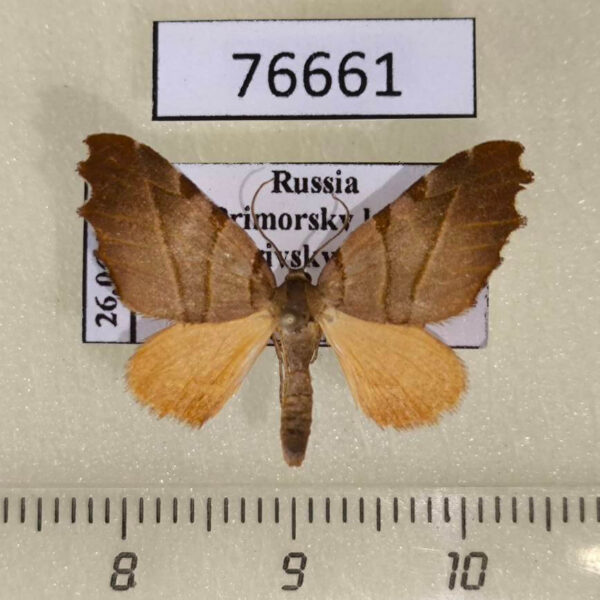 Geometridae Proomphe lobata Primorye