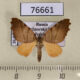 76661p Geometridae Proomphe lobata Primorye $10
