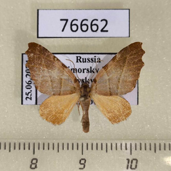 Geometridae Proomphe lobata Primorye