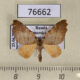 76662p Geometridae Proomphe lobata Primorye $10