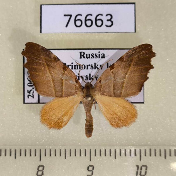 Geometridae Proomphe lobata Primorye