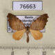 76663p Geometridae Proomphe lobata Primorye $10