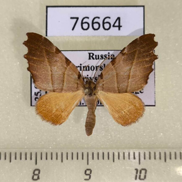 Geometridae Proomphe lobata Primorye