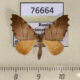 76664p Geometridae Proomphe lobata Primorye $10