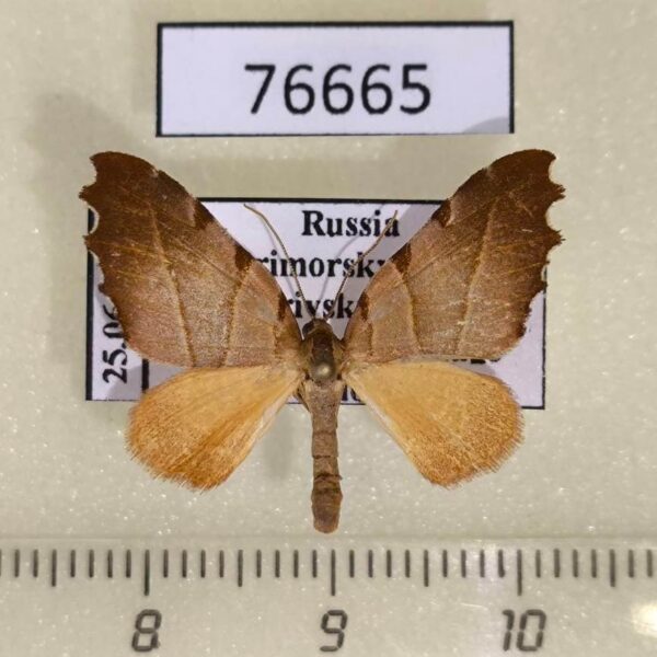 Geometridae Proomphe lobata Primorye