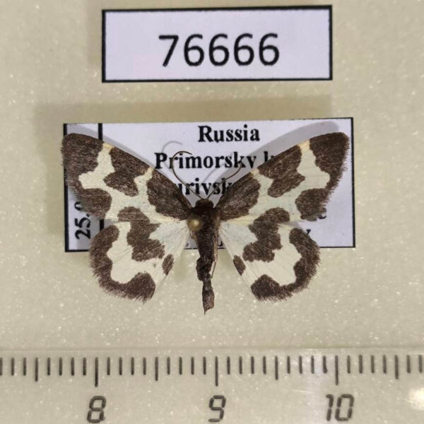 Geometridae Lomaspilis opis nigrita Primorye