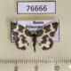 76666p Geometridae Lomaspilis nigrita Primorye $6