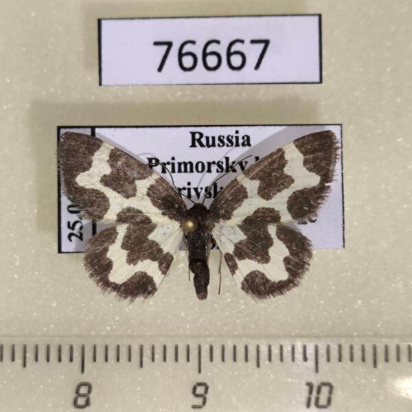 Geometridae Lomaspilis opis nigrita Primorye