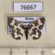 76667p Geometridae Lomaspilis nigrita Primorye $6