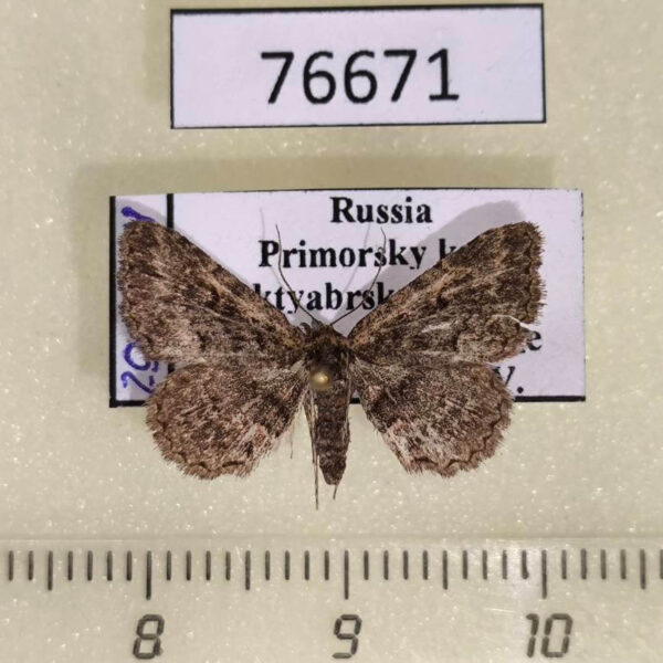 Noctuidae Paragona cognata f Primorye