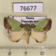 76677p Limacodidae Latoia hilarata Primorye $10