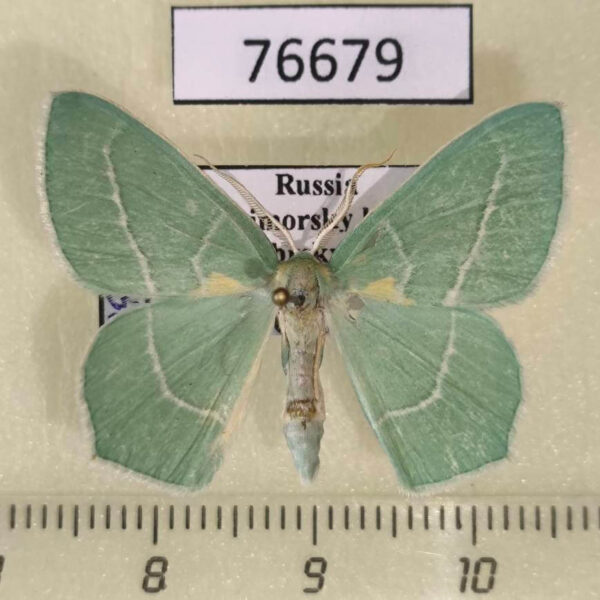 Geometridae Hemistola zimmermanni Primorye