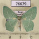76679p Geometridae Hemistola zimmermanni Primorye $4
