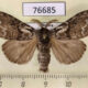 76685p Lymantridae Calliteara abietis Khakassia rep. $5
