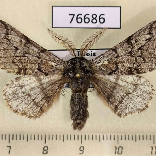 Geometridae Biston strataria Krasnoyarsk reg.